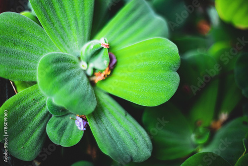  Pistia stratiotes is a herbaceous plant that grows on the surface of the water and has no stems. The roots of Pistia stratiotes are submerged in water..Pistia stratiotes L. photo