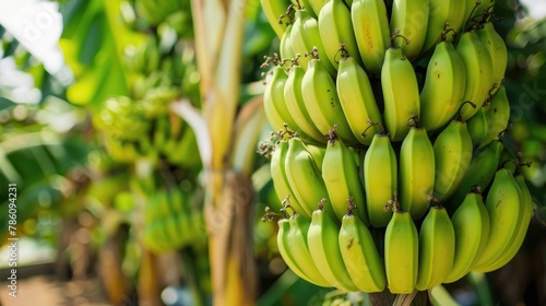 Banana cultivation on a fruit bearing tree