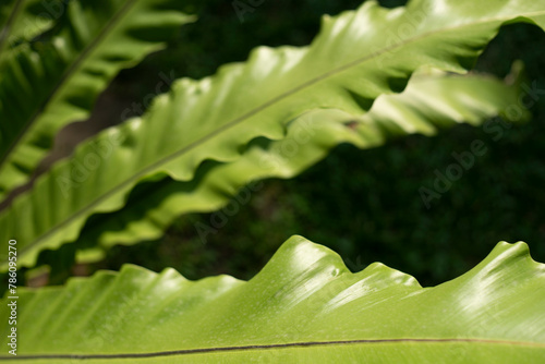 Asplenium nidus, Leaf blades  Asplenium nidus are thick, large, light green, spear-shaped; The edge of the whole leaf  Asplenium nidus is slightly wavy photo
