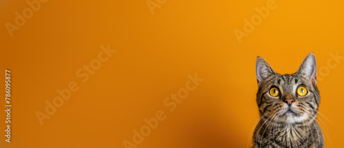 A portrait of an attentive tabby cat with striking details, set against a monochromatic orange backdrop highlighting its presence