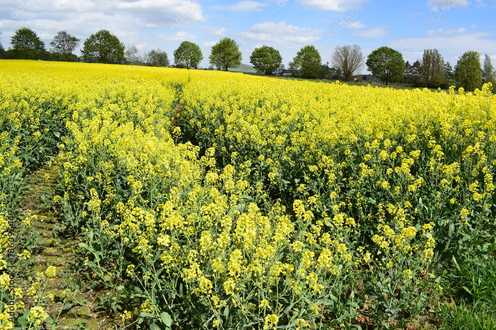 yellow blooming fields in springtime yellow blooming fields in springtime