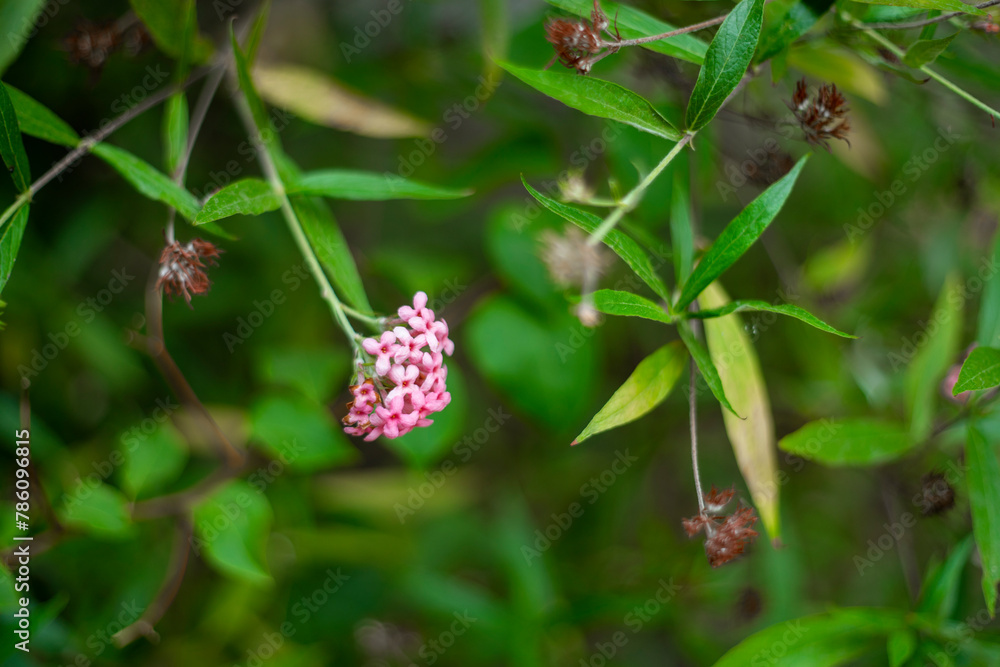Arachnothryx leucophylla,.Arachnothryx leucophylla Intended to beautify the landscape around the house and urban.Arachnothryx leucophylla is a herbaceous plant, 0.3 to 1 m tall