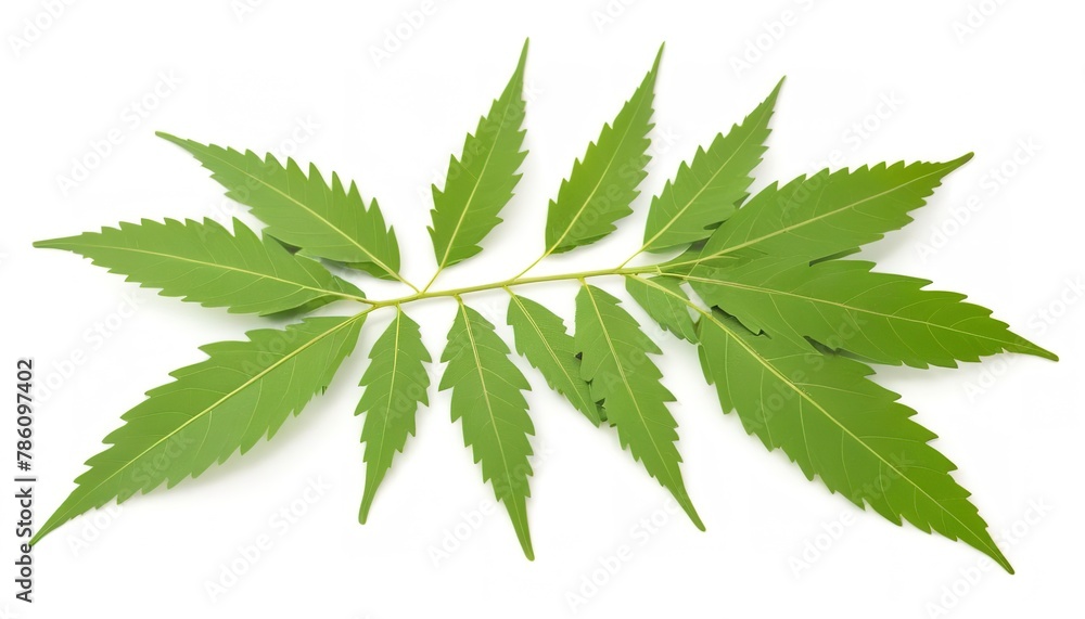 Medicinal neem leaf isolated on white background Medicinal neem leaf isolated on white background