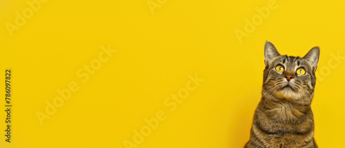 An adorable tabby cat gazes upward with wide eyes against a vibrant yellow background, looking curious and attentive photo