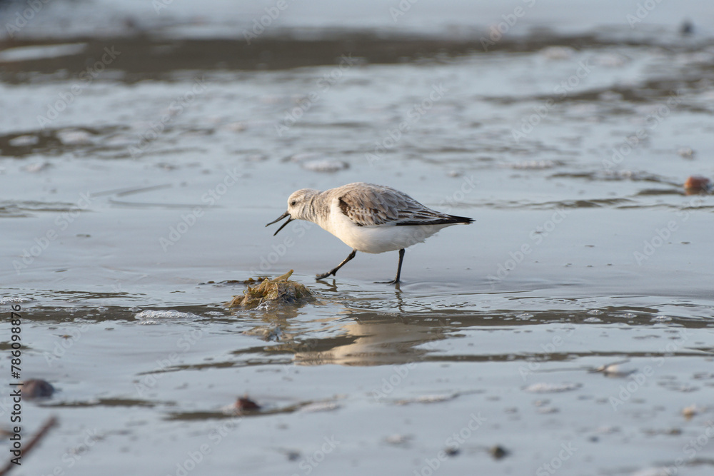 Bécasseau sanderling (Calidris alba) pêchant à marée montante sur une plage de La Manche en Bretagne Bécasseau sanderling (Calidris alba) pêchant à marée montante sur une plage de La Manche en Bretagne