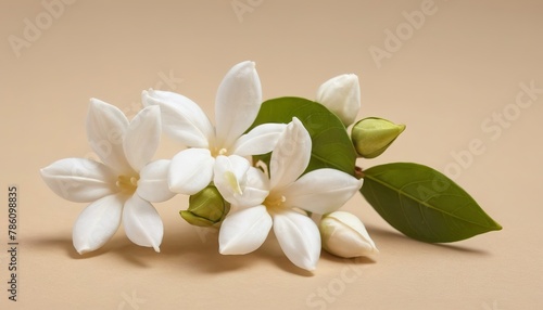 White mogra or arabian jasmine or Jasminum sambac flower Buds on Beige background photo