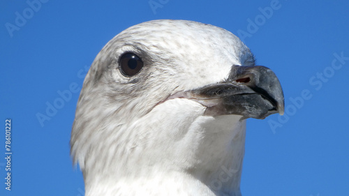 Close-up of a Common gull's head ( Larus canus) against the blue sky photo