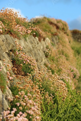 Vertical shot of small pink Sea thrift flowers growing on steep rocky hill