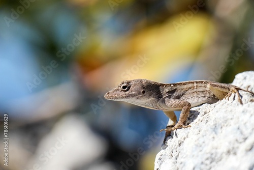 Closeup of an Anolis cybotes on a rock in Fort Myers, Florida photo