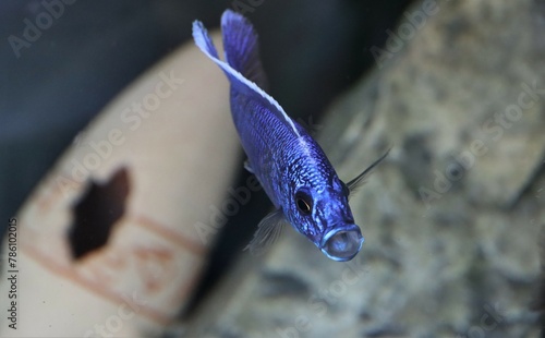 Closeup shot of an Electric blue hap in the water in a blurred background photo