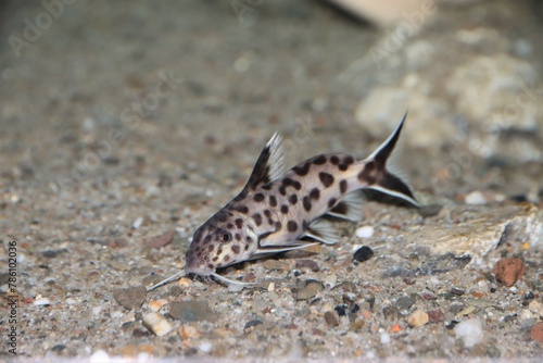 Synodontis polli fish swimming underwater in a blurred background