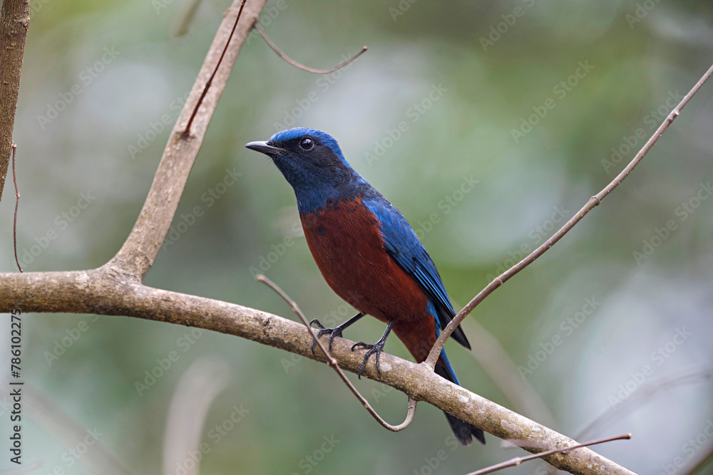 Latpanchar, Darjeeling district of West Bengal, India. Chestnut-bellied rock thrush. Monticola rufiventris Latpanchar, Darjeeling district of West Bengal, India. Chestnut-bellied rock thrush. Monticola rufiventris