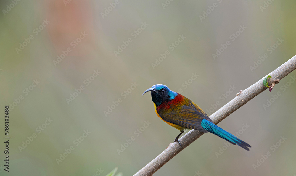 Fototapeta premium Neora Valley National Park is a national park,Kalimpong district, West Bengal, India. Green-tailed Sunbird male, Aethopyga nipalensis