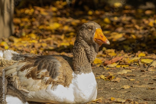 Closeup shot of an Oland goose sitting on a field covered with leaves on a sunny day photo