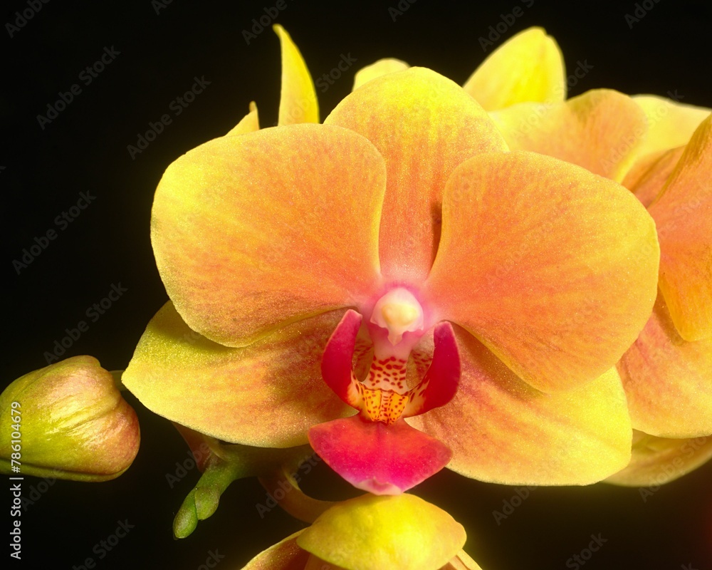 Closeup of yellow moth orchid on a black background.
