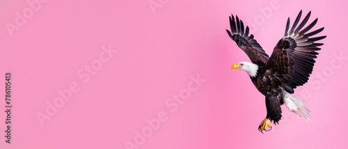 An action-packed snapshot capturing the dynamic mid-flight pose of a bald eagle against a pink backdrop photo