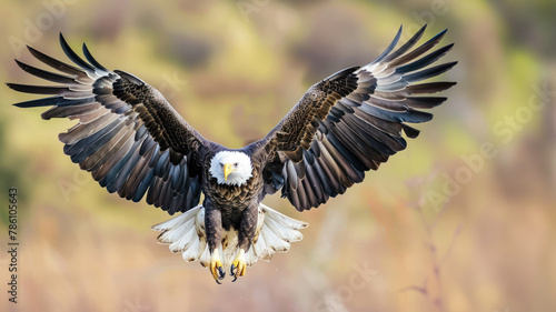Majestic bald eagle captured mid-flight with wings fully extended, showcasing the beauty and power of this symbol of freedom over a natural blurred background photo
