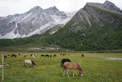 Horses grazing on cloud-capped mountains in the Daocheng Yading National Park, Sichuan, China. © Wirestock
