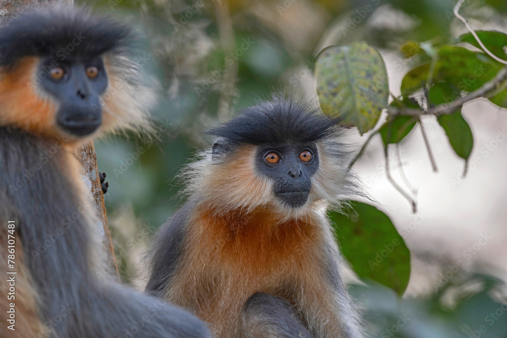 Manas National Park, Assam, India. Capped langur, Native to Bangladesh, Bhutan, India, and Myanmar. Trachypithecus pileatus. Vulnerable with population decreasing Manas National Park, Assam, India. Capped langur, Native to Bangladesh, Bhutan, India, and Myanmar. Trachypithecus pileatus. Vulnerable with population decreasing