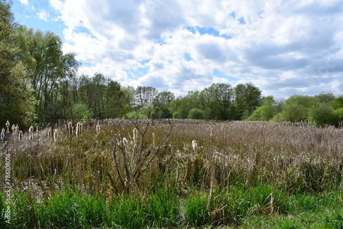 reed covered swamp lake in spring