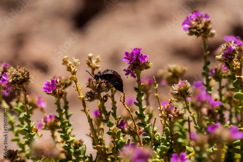 Selective focus of a Meloinae on lilac flowers growing in the Atacama desert, Chile photo