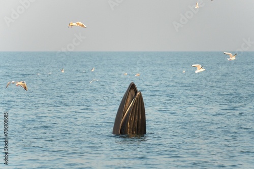a whale sticking its head out in the ocean as seagulls hove above photo