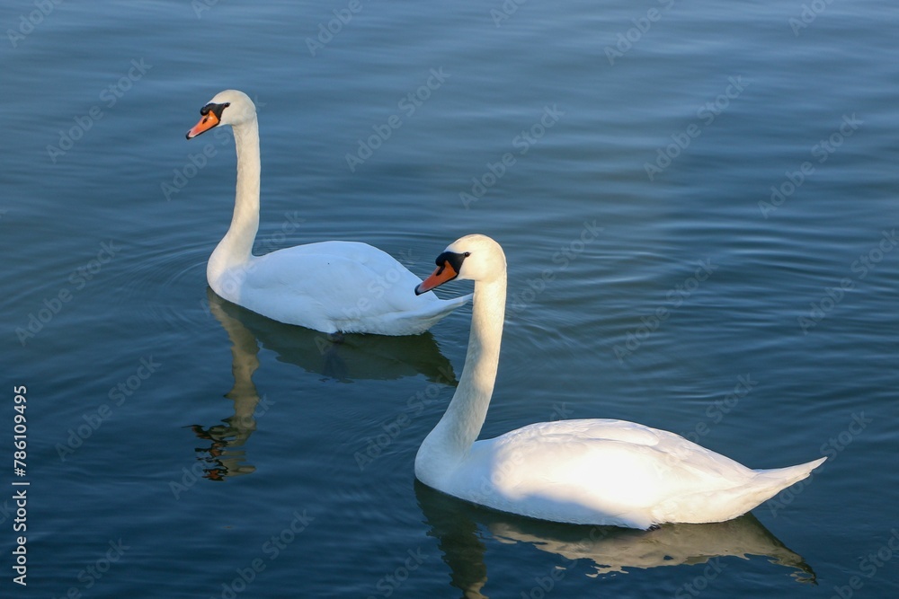 Couple of beautiful white swans swimming together in Danube River Couple of beautiful white swans swimming together in Danube River