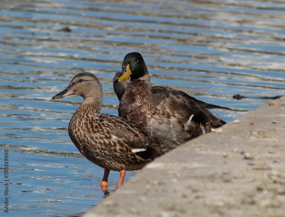Beautiful view of ducks swimming in the lake Beautiful view of ducks swimming in the lake