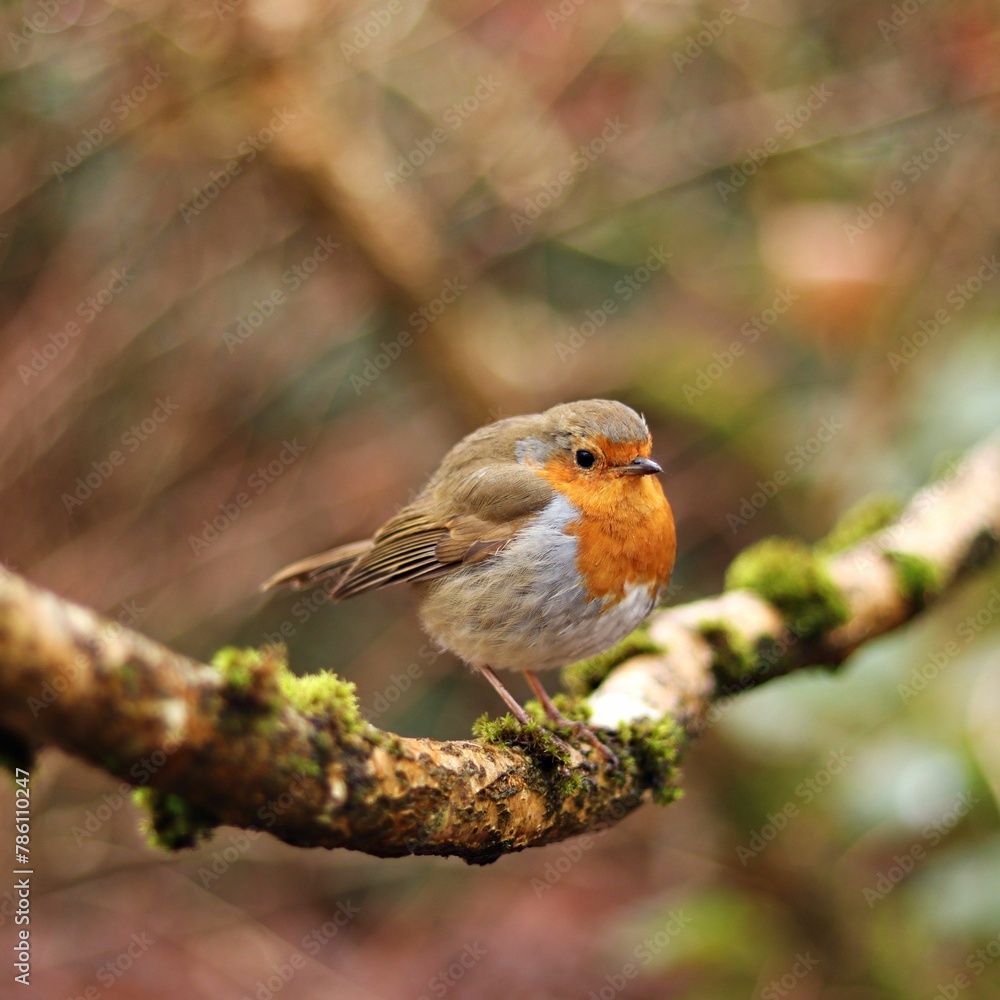 Fototapeta premium Closeup view of cute robin perched on a tree branch