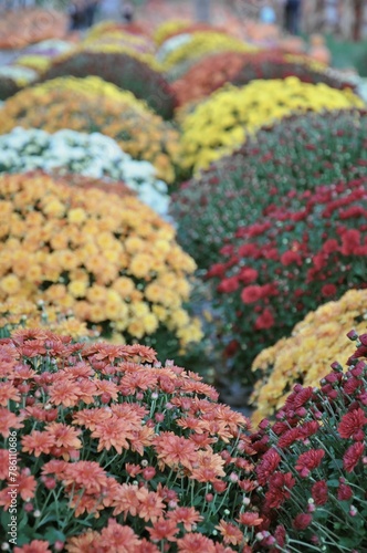 Colorful flowers in the garden © Wirestock