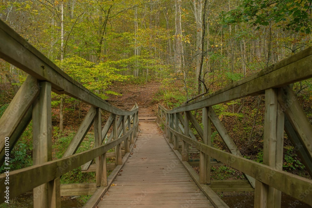 Obraz premium Wooden bridge surrounded by dense trees