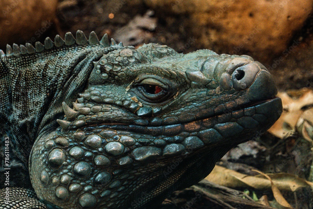 Fototapeta premium Closeup of a Cayman Brac Ground Lizard (Cyclura nubila caymanensis)