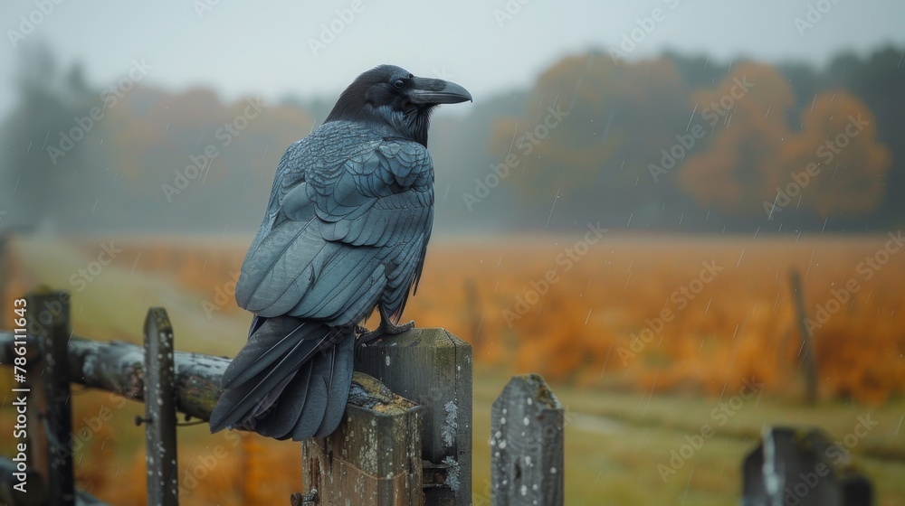 Obraz premium A raven sits on a fence on a gloomy November day against a stormy sky.