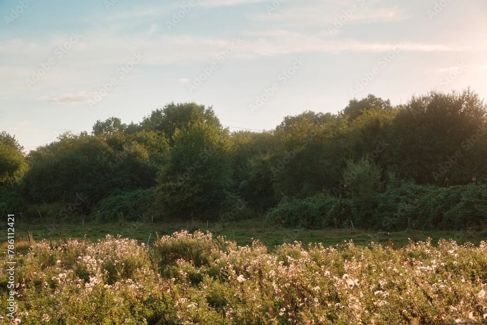 Beautiful country landscape with lush vegetation under the sunlight Beautiful country landscape with lush vegetation under the sunlight