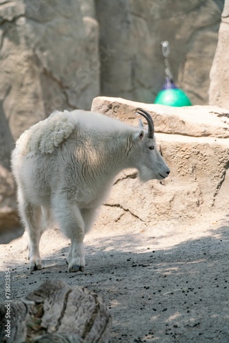 Vertical shot of a large goat with fur patches on top of rock