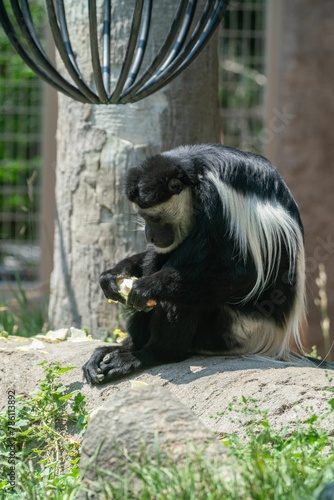 Vertical closeup shot of a colobus monkey eating food at a zoo photo