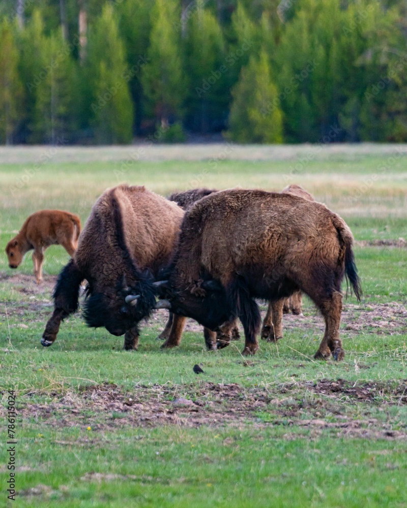 Vertical shot of big bisons fighting in an open field with the calf and the trees in the background Vertical shot of big bisons fighting in an open field with the calf and the trees in the background