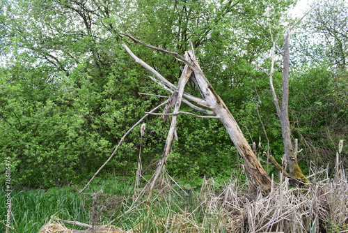 dead wood at swamp tress