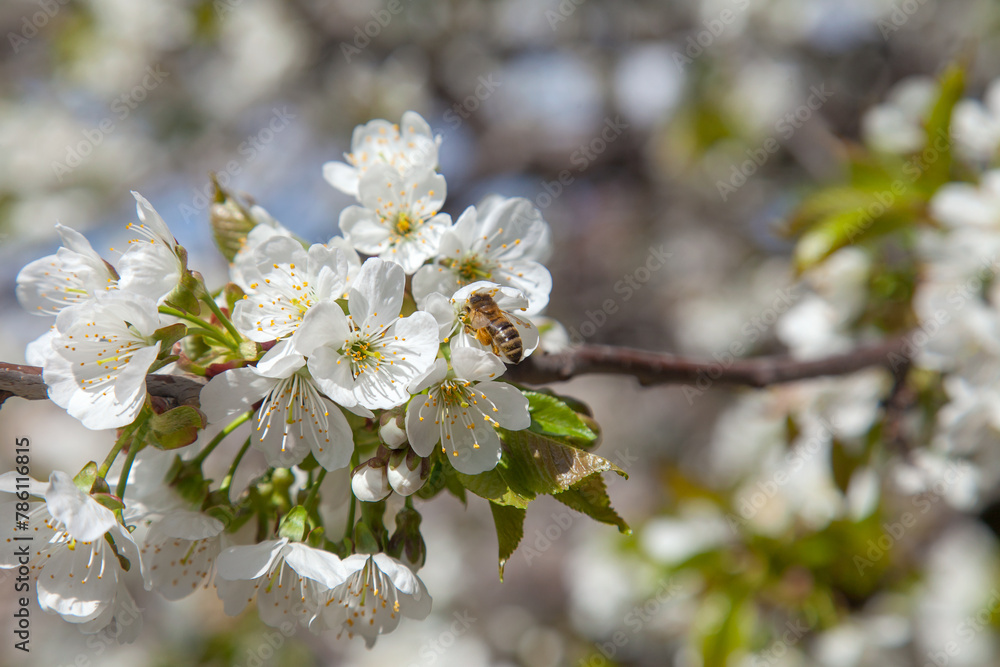 Close up view of working honeybee on white flower of sweet cherry tree. Collecting pollen and nectar to make sweet honey. Close up view of working honeybee on white flower of sweet cherry tree. Collecting pollen and nectar to make sweet honey.