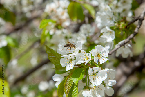 Close up view of working honeybee on white flower of sweet cherry tree. Collecting pollen and nectar to make sweet honey.