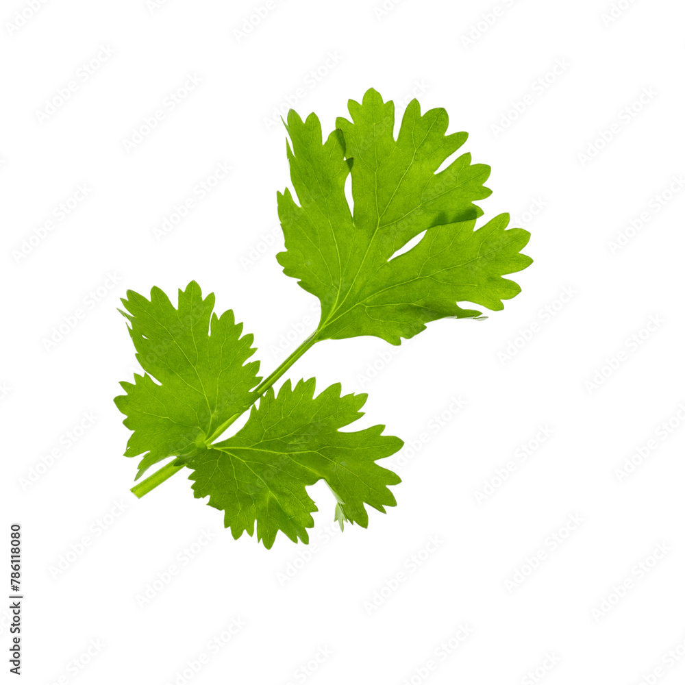 Green cilantro leaves isolated on white background. Coriander leaves. Green cilantro leaves isolated on white background. Coriander leaves.