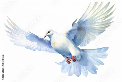 Watercolor portrait of a flying white dove before a white background