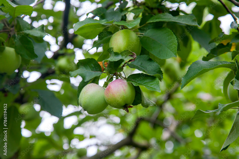 Shiny delicious green apples on a branch ready to be harvested in an apple orchard.. Shiny delicious green apples on a branch ready to be harvested in an apple orchard..