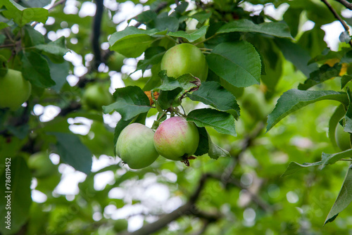 Shiny delicious green apples on a branch ready to be harvested in an apple orchard..