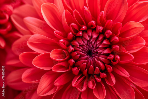 Closeup bright red chrysanthemum flowers background, macro photography wallpaper © Pickoloh