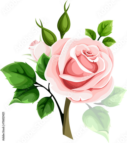 Pink rose. Vector illustration of a pink rose flower isolated on a white background. Blush rose