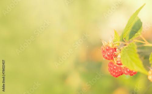 Fresh raspberries on a branch. on a green background. cope space