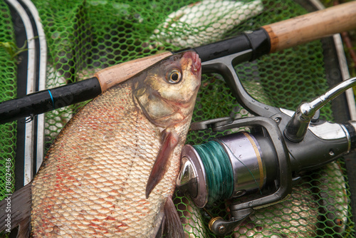 Big freshwater common bream fish and fishing rod with reel on green fishing net..