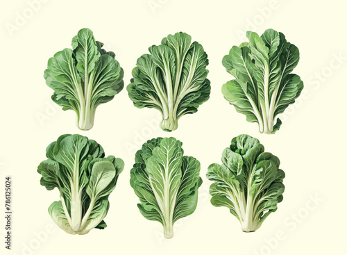 Illustration of a vintage bok choy