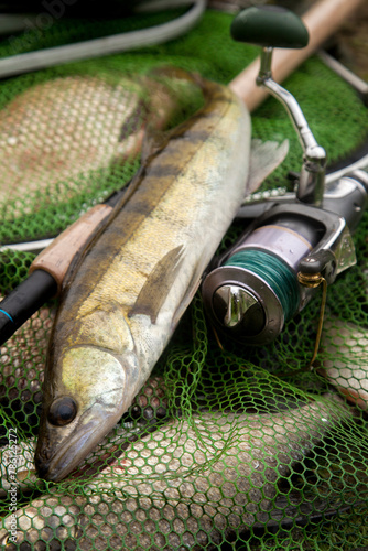 Freshwater zander and fishing rod with reel on keepnet with fishery catch in it..